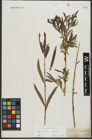 Foto von Salix purpurea L. x Salix viminalis L.